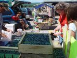 THE BLUE BERRIES AT THE FARMER'S MARKET WERE SO FINE