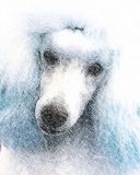 poodle5942-cpencil2.jpg