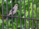 In the fence / En la cerca