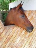 Horse in El Manantial / Caballo en El Manantial