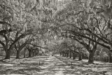 Magnolia Plantation- Live Oak Alley