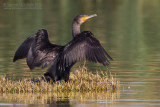 Great Cormorant (Phalacrocorax carbo sinensis)