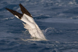 Northern Gannet (Morus bassanus)