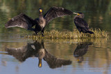 Great Cormorant (Phalacrocorax carbo sinensis)