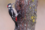 Great Spotted Woodpecker (Dendrocopos major)