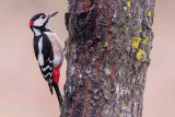 Great Spotted Woodpecker (Dendrocopos major)