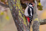 Great Spotted Woodpecker (Dendrocopos major)