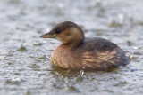 Little Grebe (Tachybaptus ruficollis)