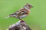 Brambling (Fringilla montifringilla)