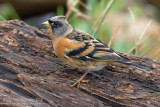 Brambling (Fringilla montifringilla)
