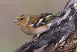 Chaffinch (Fringilla coelebs)