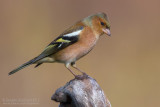 Chaffinch (Fringilla coelebs)