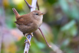 Wren (Troglodytes troglodytes)