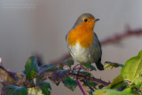 European Robin (Eritachus rubecula)