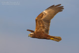 Western Marsh Harrier (Circus aeruginosus)