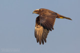 Western Marsh Harrier (Circus aeruginosus)