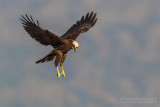Western Marsh Harrier (Circus aeruginosus)