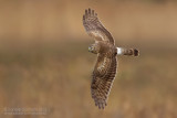 Hen Harrier (Circus cyaneus)