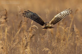 Hen Harrier (Circus cyaneus)