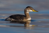 Red-necked Grebe (Podiceps grisegena)