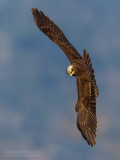 Western Marsh Harrier (Circus aeruginosus)