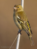 Chaffinch (Fringilla coelebs)
