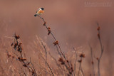 European Stonechat (Saxicola rubicola)
