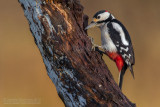 Great Spotted Woodpecker (Dendrocopos major)