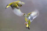 European Greenfinch (Carduelis chloris)