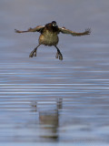 Little Grebe (Tachybaptus ruficollis)