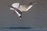 Common Black-headed Gull (Croicocephalus ridibundus)