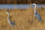 Grey Heron (Ardea cinerea)