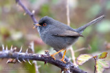 Marmoras Warbler (Sylvia sarda)