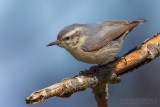 Corsican Nuthatch (Sitta whiteheadi)