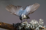 Corsican Nuthatch (Sitta whiteheadi)