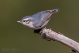 Corsican Nuthatch (Sitta whiteheadi)