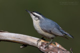 Corsican Nuthatch (Sitta whiteheadi)