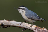 Corsican Nuthatch (Sitta whiteheadi)