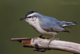 Corsican Nuthatch (Sitta whiteheadi)