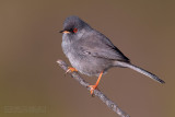 Marmoras Warbler (Sylvia sarda)