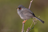 Marmoras Warbler (Sylvia sarda)