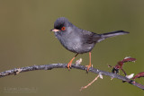 Marmoras Warbler (Sylvia sarda)