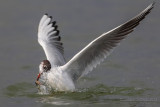 Common Black-headed Gull (Croicocephalus ridibundus)