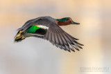 Eurasian Teal (Anas crecca)