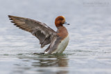Eurasian Wigeon (Anas penelope)