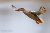 Northern Shoveler (Anas clypeata)