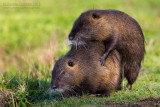 Coypu (Miocastor coypus)