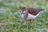 Common Sandpiper (Actitis hypoleucos)