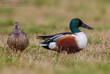 Northern Shoveler (Anas clypeata)