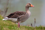 Greylag Goose (Anser anser)